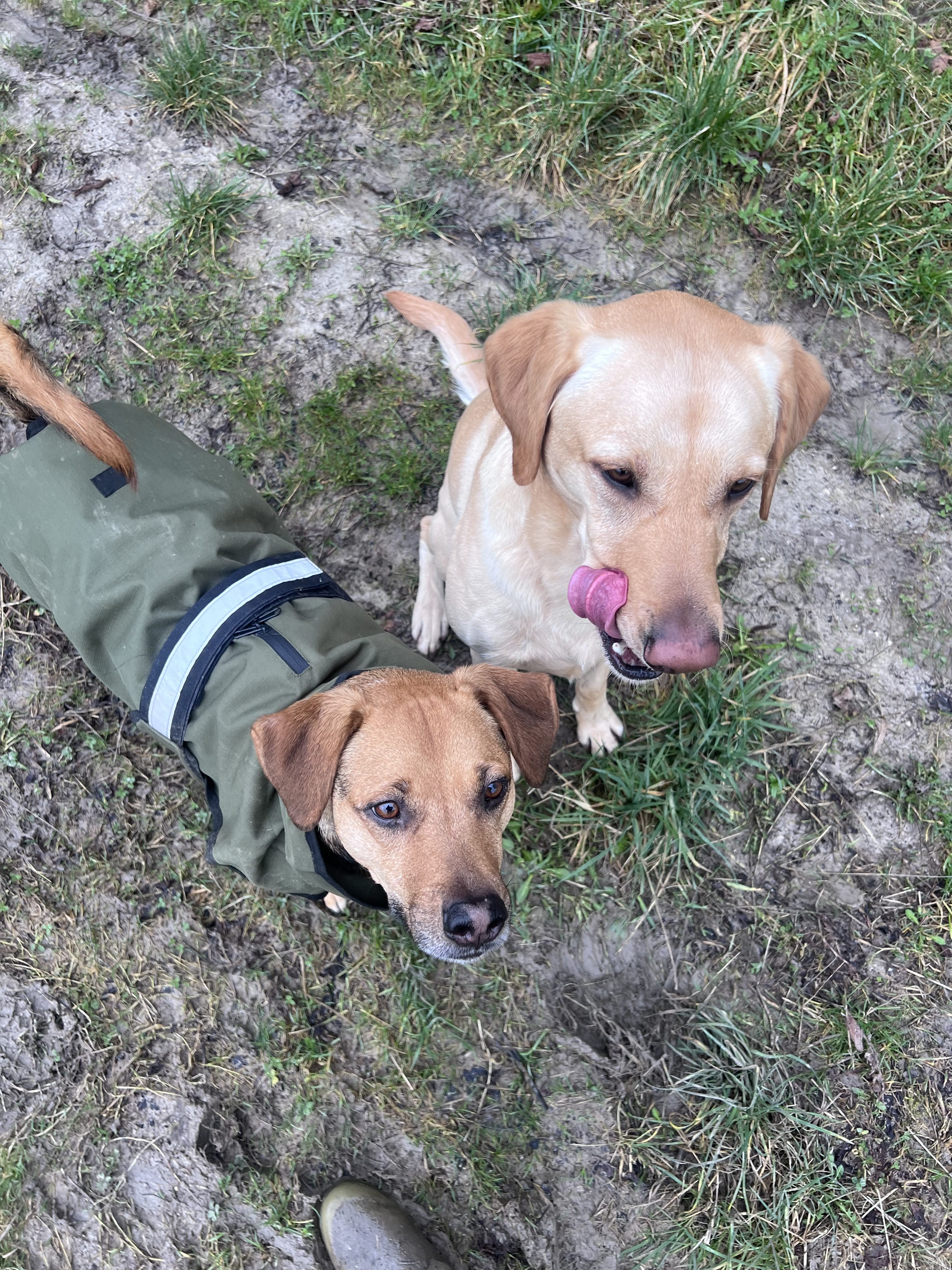 Solo vs Group Dog Walks – Which is Best for Your Dog