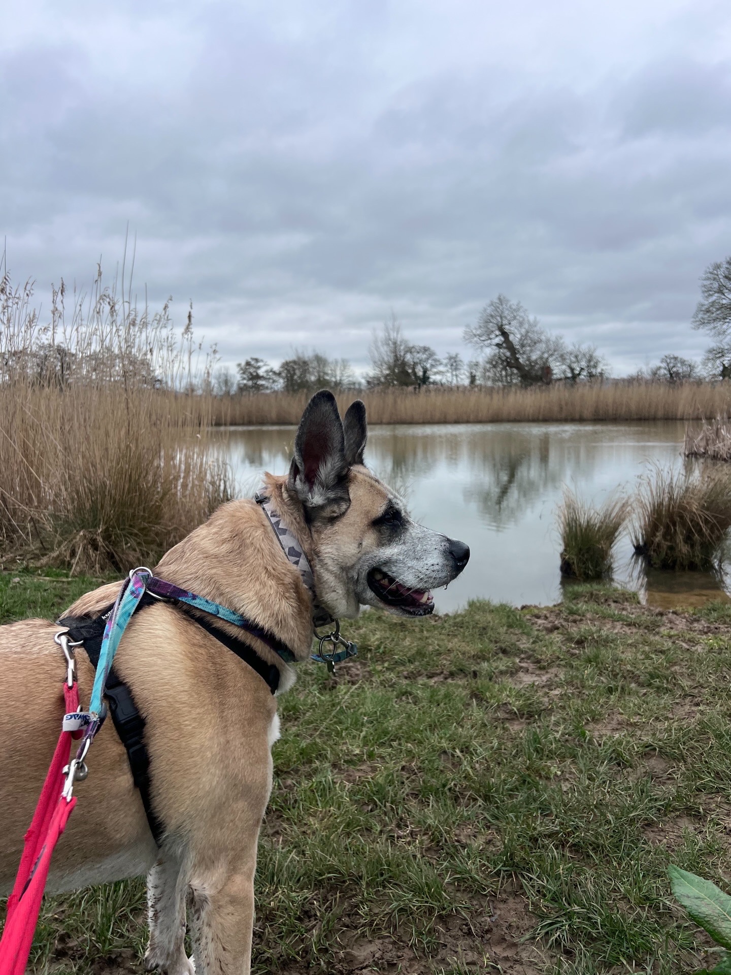 7 Signs Your Dog Might Be Bored (And How to Fix It)