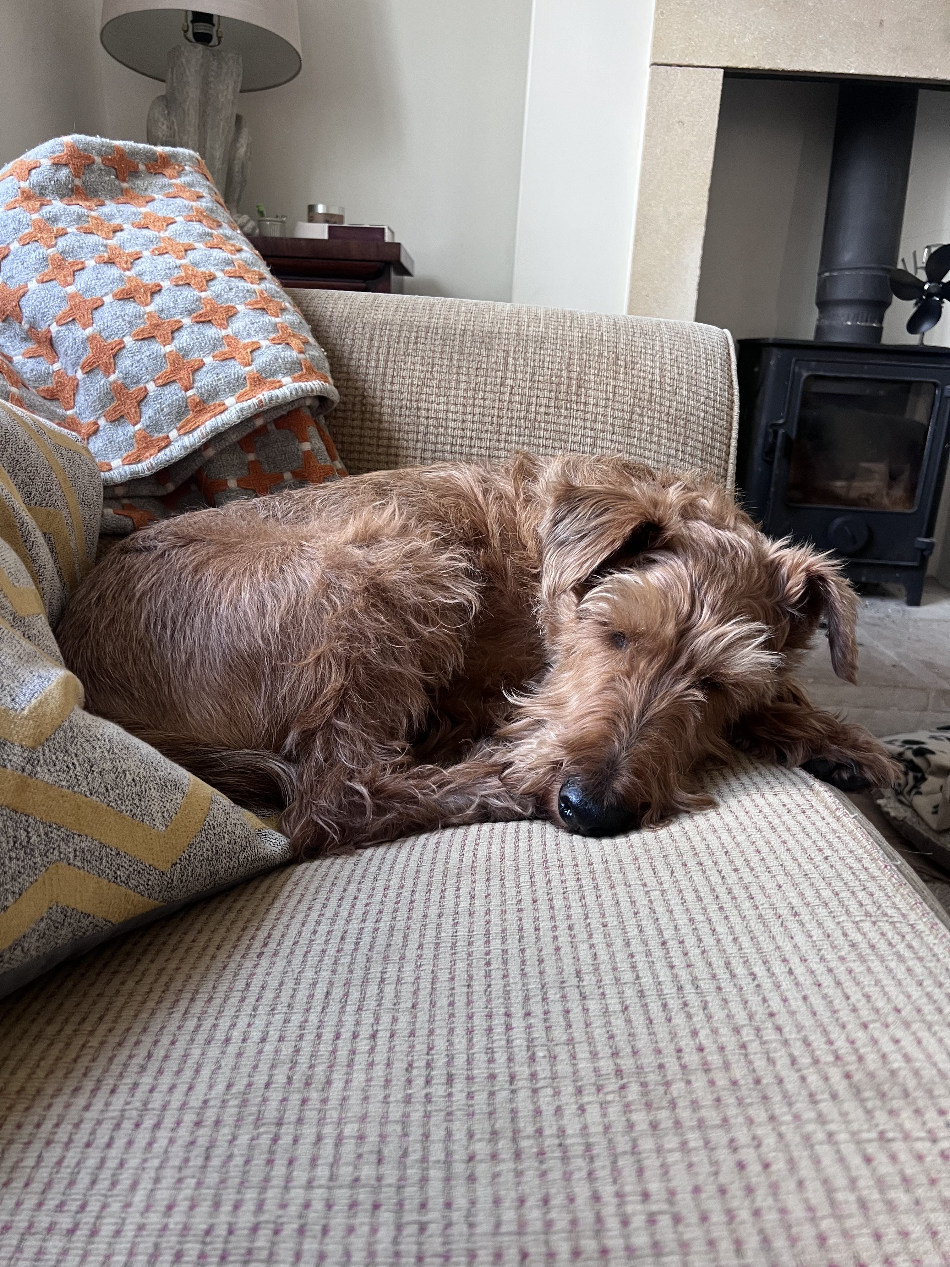 Is Your Dog Getting Enough Sleep? (It Matters More Than You Think)